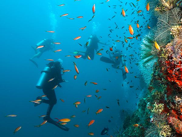 Curso De Certificação   Open Water