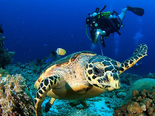 Buceo Para Buzos Certificados