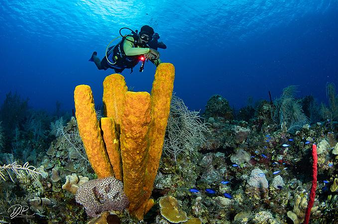 Mini Curso De Buceo Para Principiantes