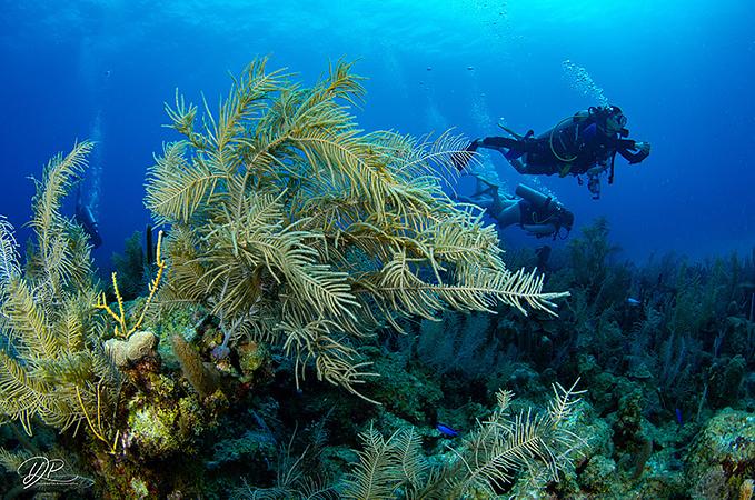 Buceo Para Buzos Certificados