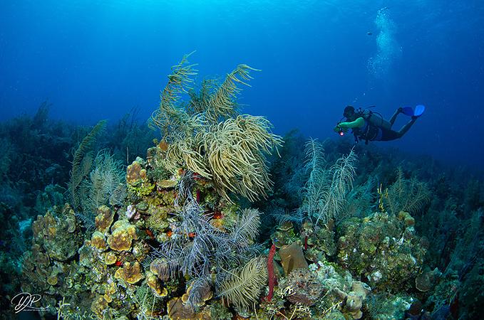 Curso De Certificação   Open Water