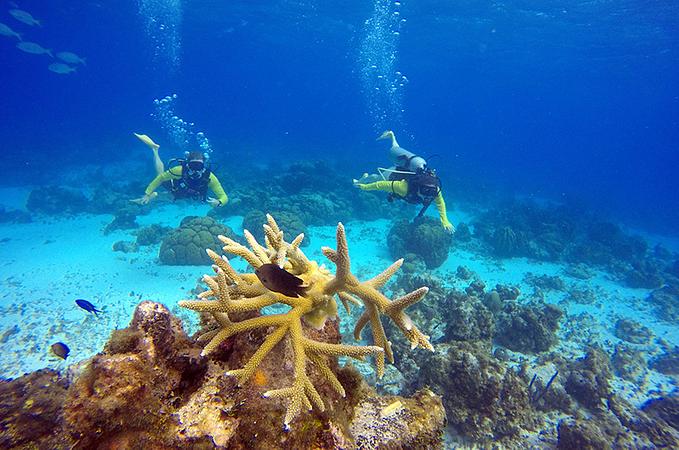 Centro De Mergulho Banda Dive Shop