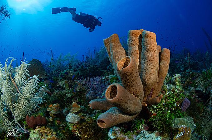 Centro De Mergulho Banda Dive Shop