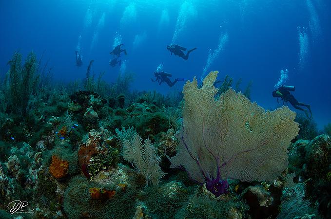 Centro De Mergulho Banda Dive Shop