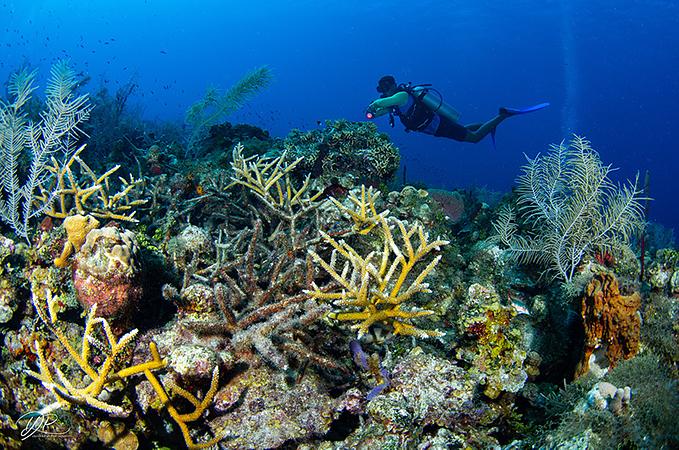 Centro De Mergulho Banda Dive Shop