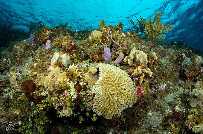 Centro De Mergulho Banda Dive Shop